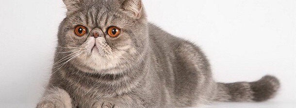 Экзотическая короткошерстная кошка